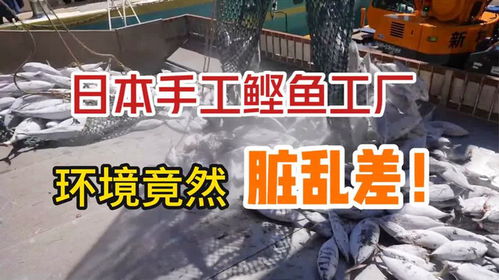 日本鲣鱼生产工厂,环境脏乱差,完全颠覆对日本食品的认知